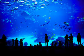 aquarium saint malo